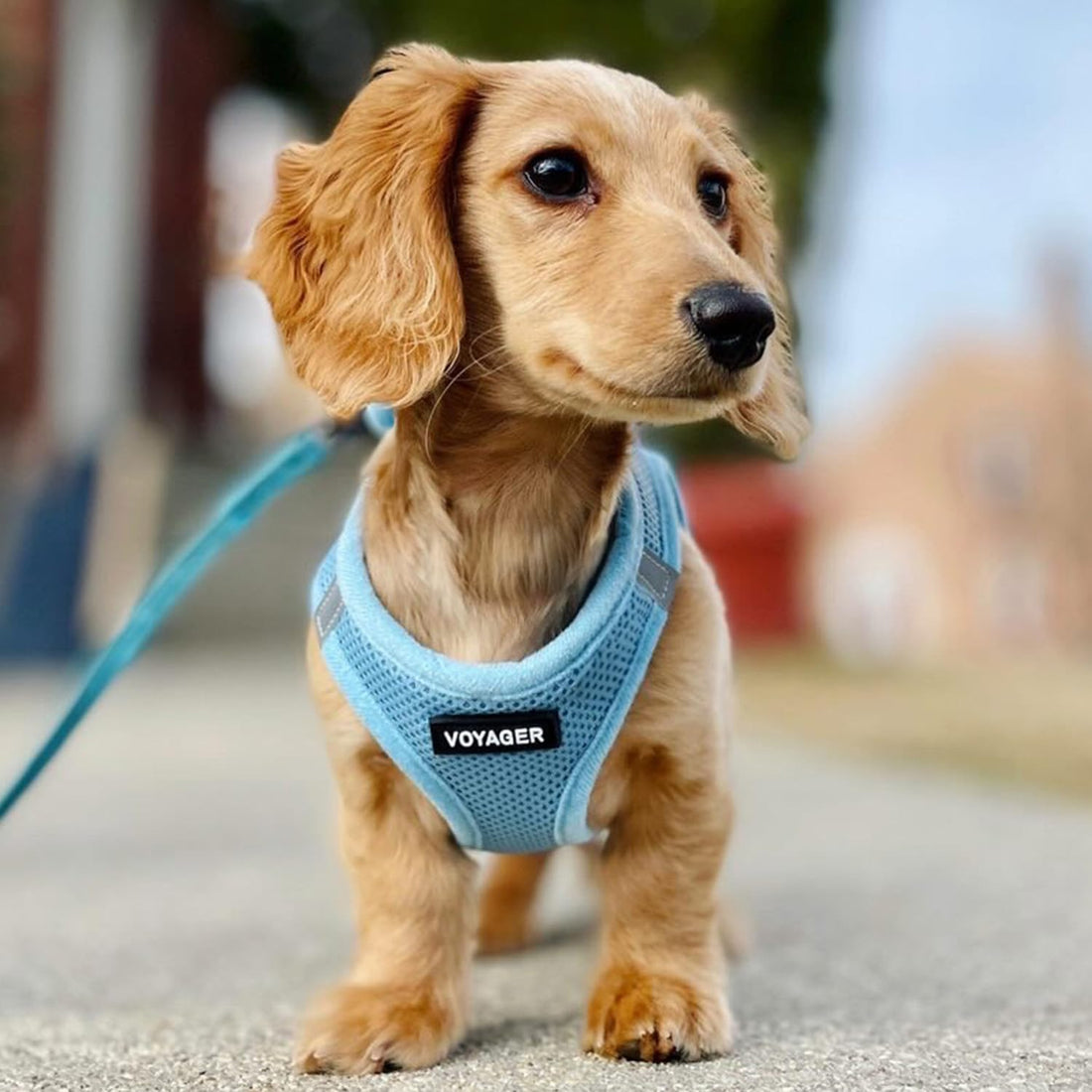 Best Pet Supplies Voyager Step-in Air All Weather Mesh Harness