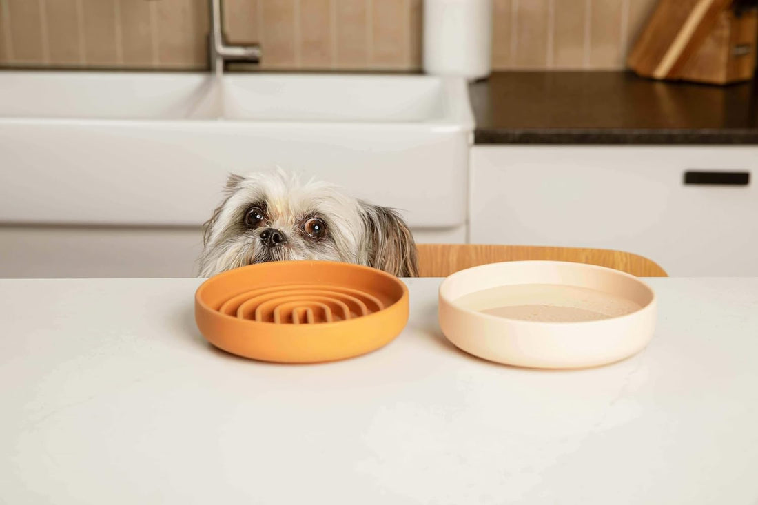The Perfect Dish - Silicone Dog Bowl for Food & Water, 6" x 1.25"