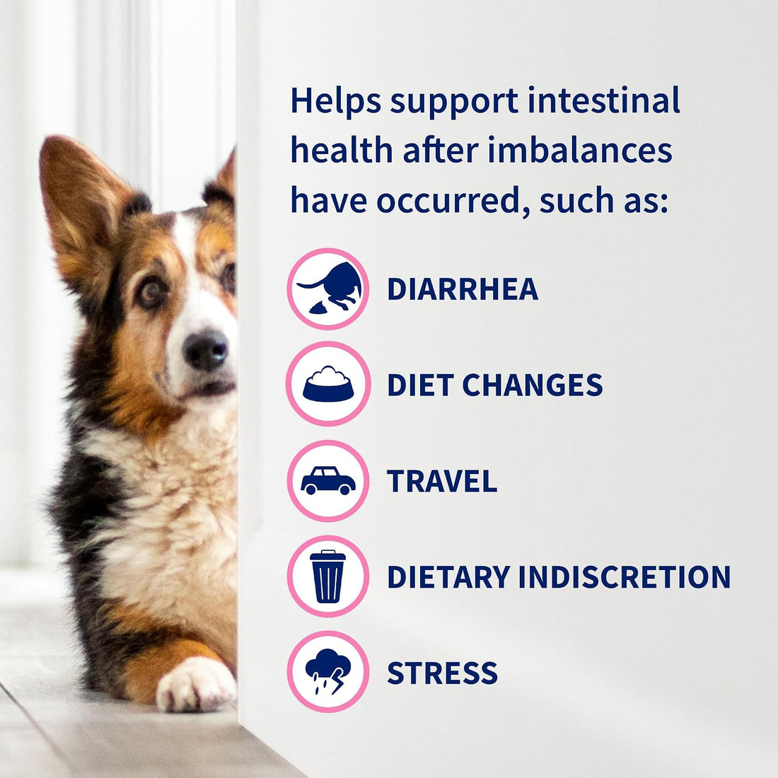 Nutramax Proviable Probiotics for Dogs & Cats