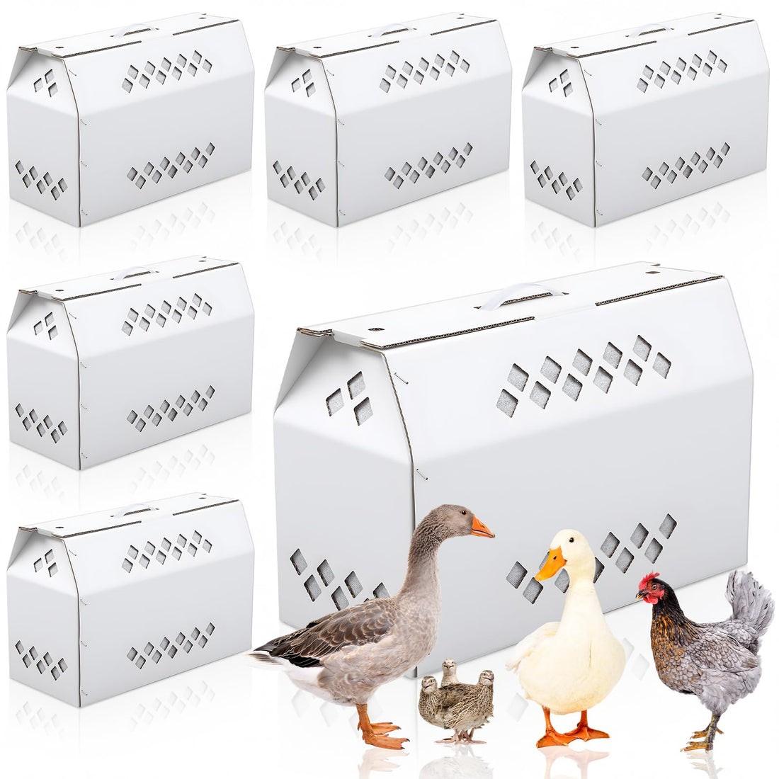 YooNotee 6 Pack Single Live Chicken Shipping Box