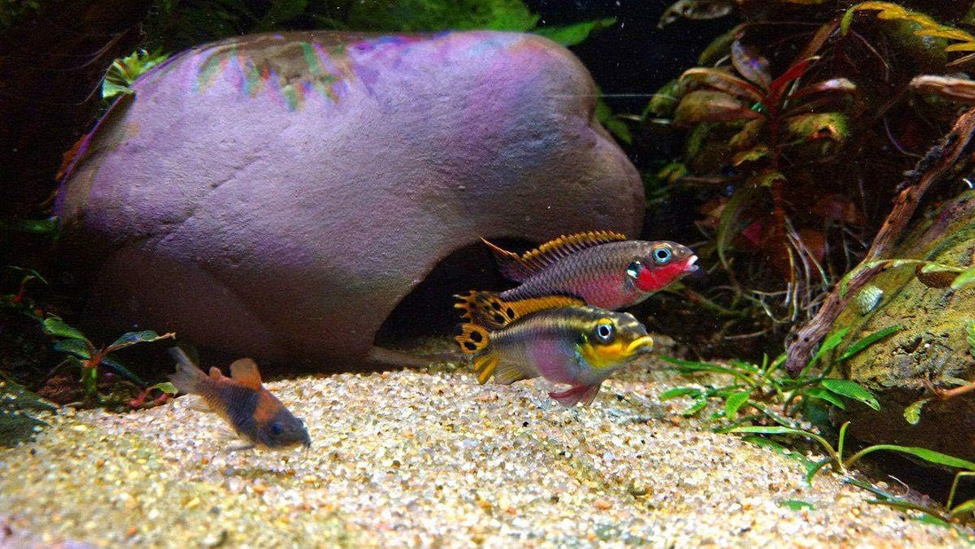 Plecoceramics Cichlid Stone Decoration - Aquarium cave for Cichlids