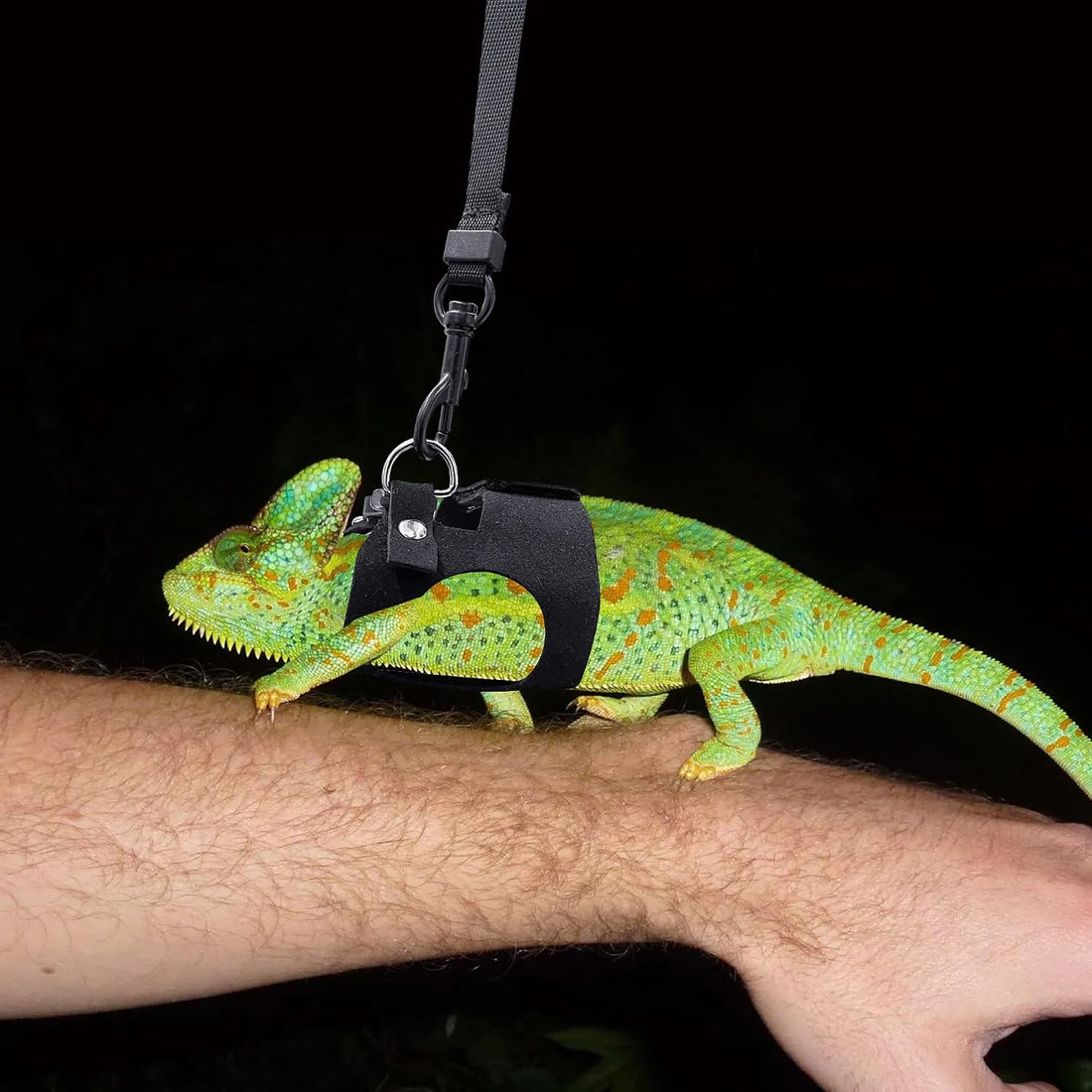 3PCS Bearded Dragon Harness and Leash Set