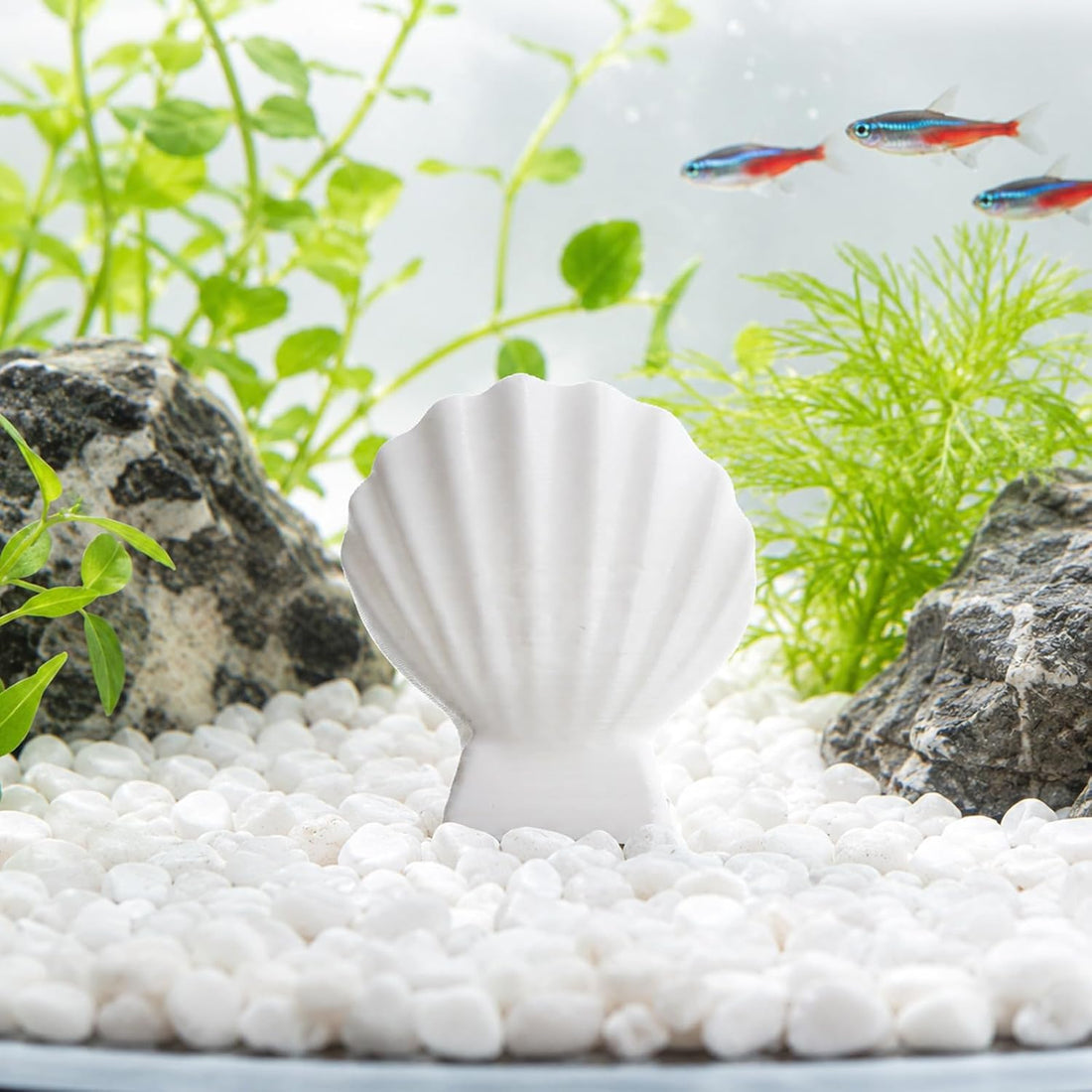 Betta Fish Hammock Shell, Shell Bed with Strong Suction Cup (White)