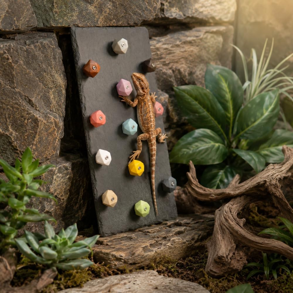 Large Bearded Dragon Climbing Wall, Natural Slate Board