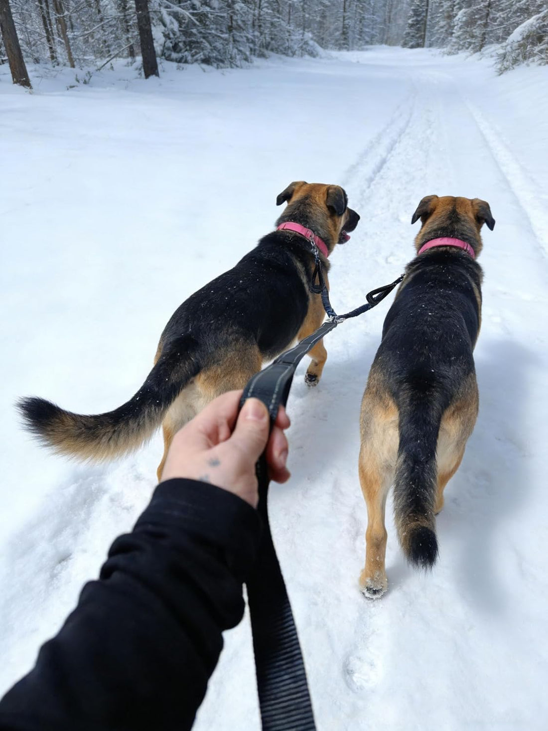 Mycicy Dual Dog Leash Coupler