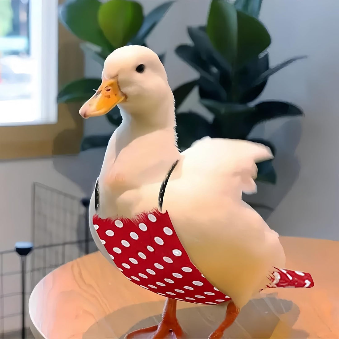 2 Pack Chicken Diapers for Hens, Roosters, Diapers for Ducks
