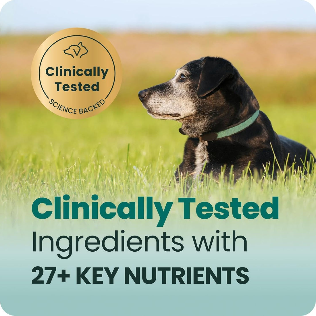 VetriScience Senior 27+ Active Health Chews