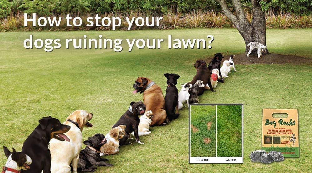Dog Rocks for Urine Burning Grass - 200g Each