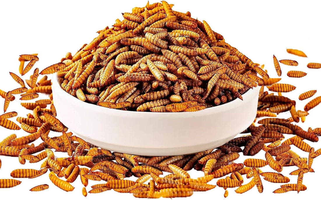 MTART 10LB Dried Black Soldier Fly Larvae Treat for Chicken