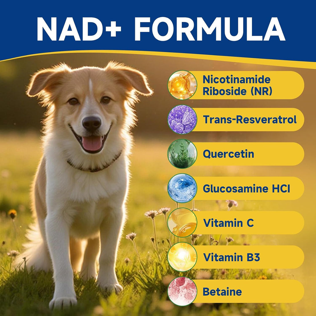 NAD+ Soft Chews for Dogs & L-Lysine for Cats
