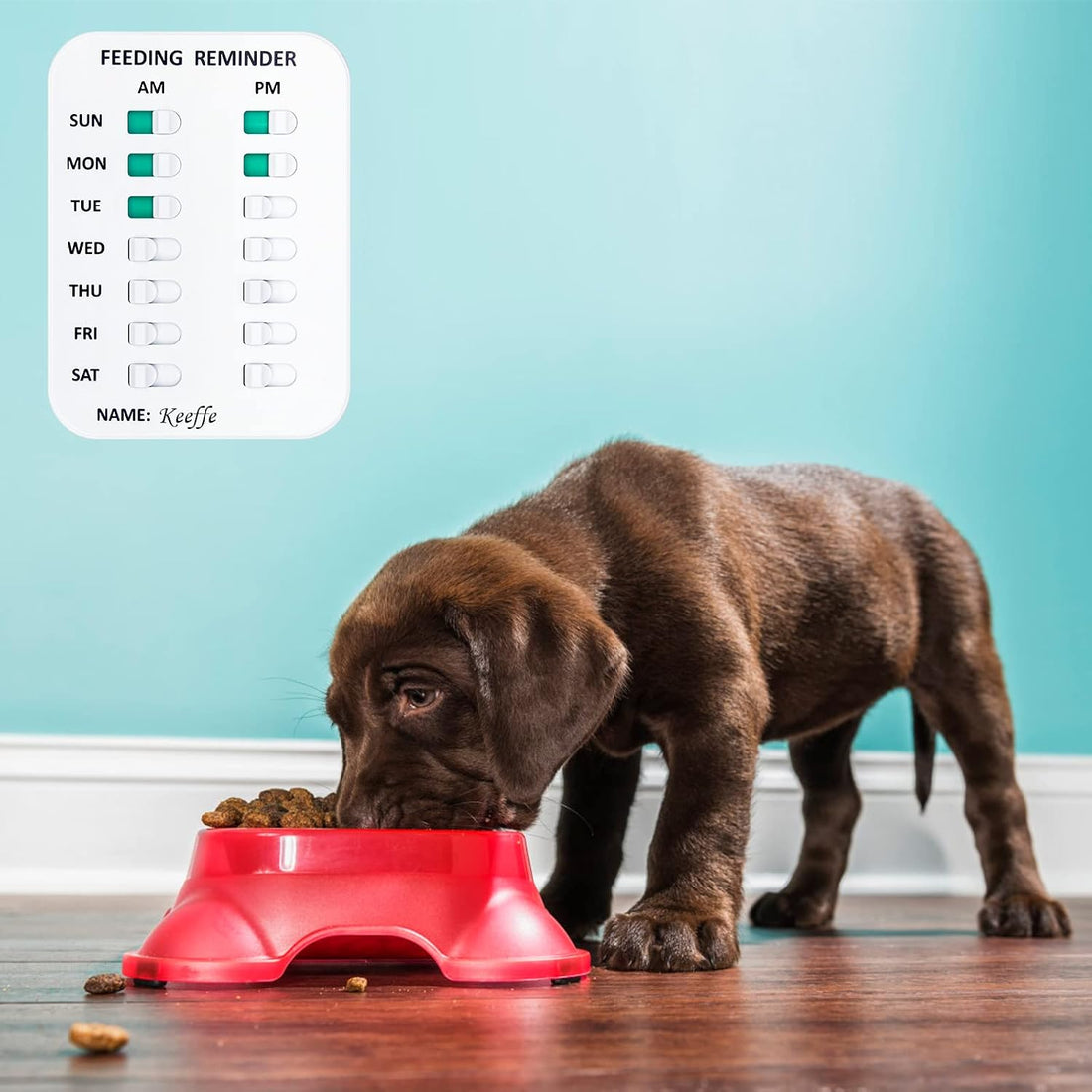 Coolrunner Pet Feeding Reminder for Dogs Cats