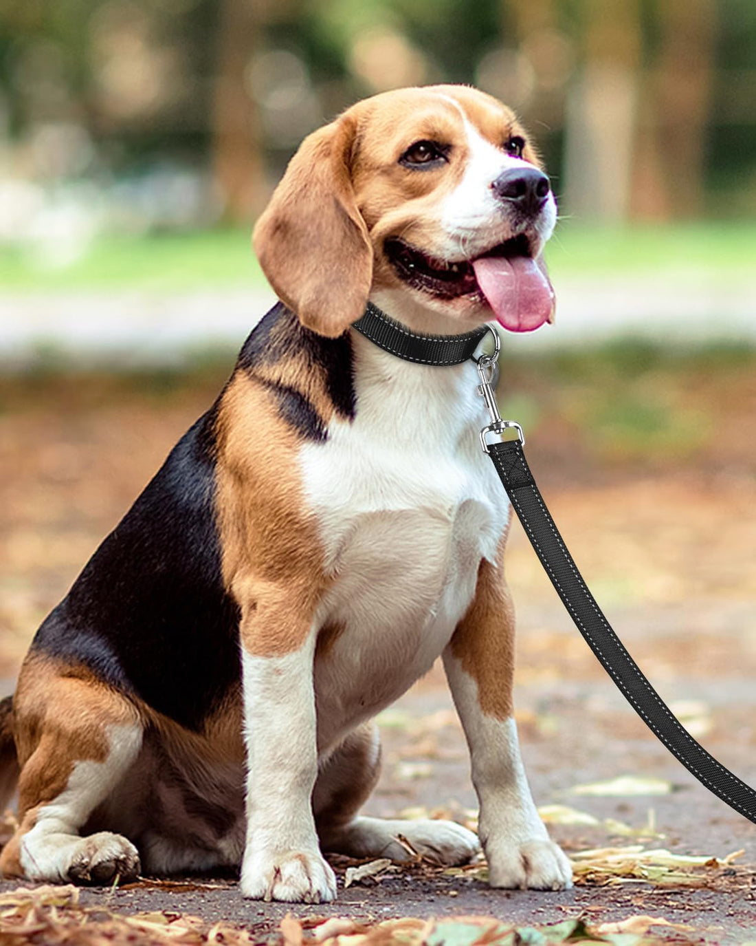 Taglory Reflective Dog Leash for Small Dogs, 3/4in x 4ft