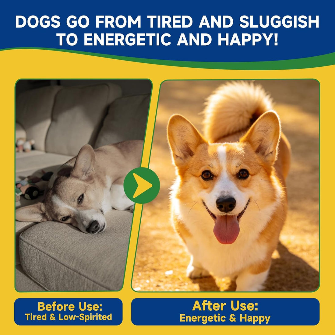 NAD+ Soft Chews for Dogs & L-Lysine for Cats