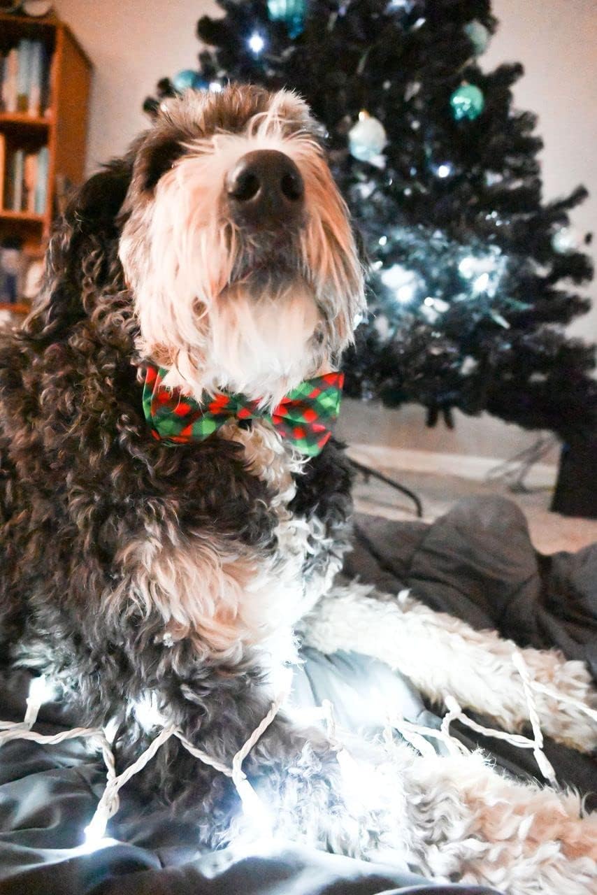 Huxley & Kent Pet Bow Tie for Dogs & Cats, Scottish Check