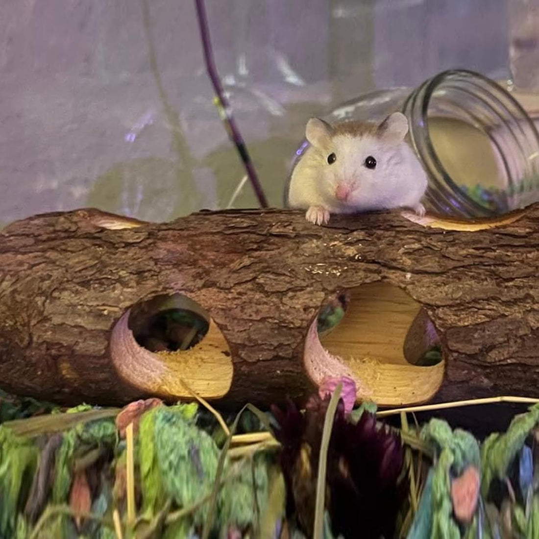 Natural Wood Tunnel Hamster Tunnel for Hamster Reptile Small Animals