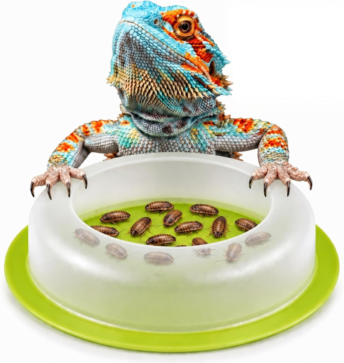 BETTERDAY Reptile Food Dish, Anti-Escape Feeder Bowl, Large 1-Pack
