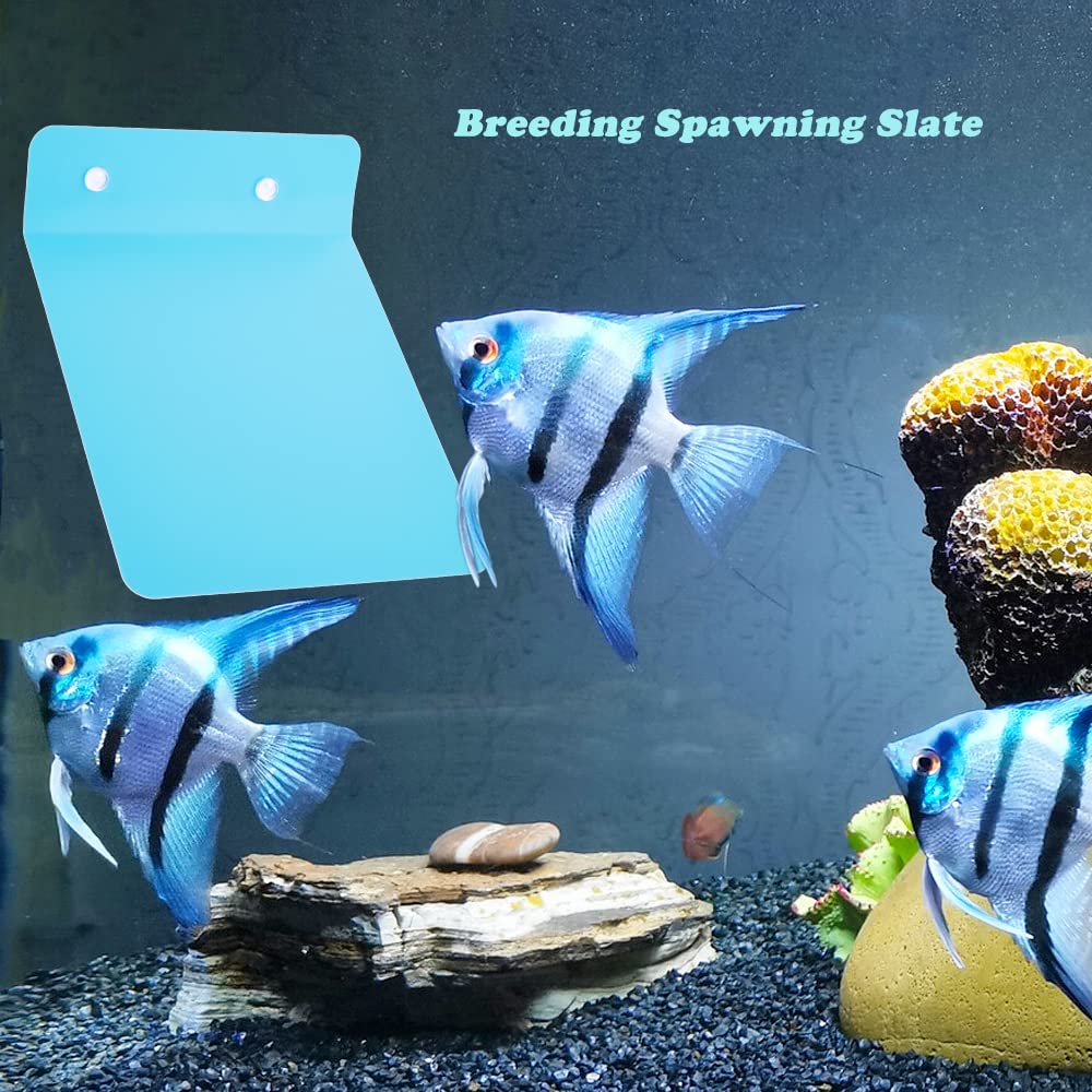 2 Pack Angelfish Discus Breeding Slate