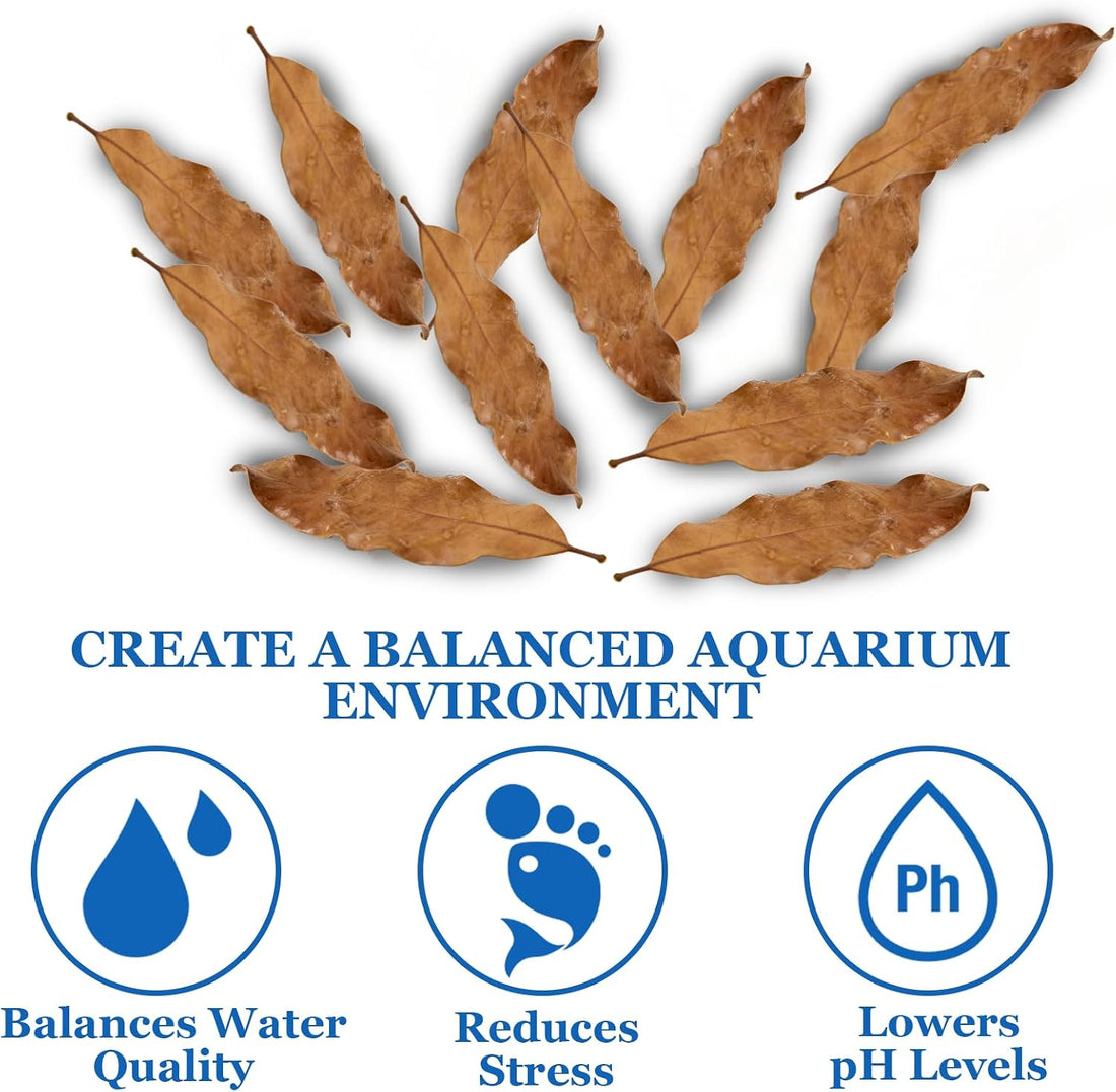 100Pcs Indian Almond Leaves Longan Leaves Aquarium Decor Water