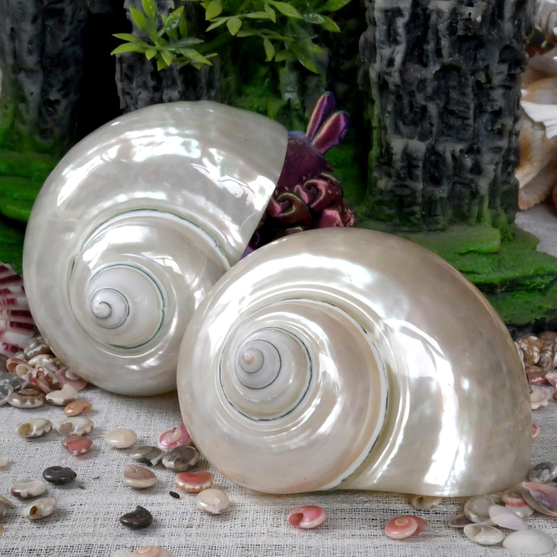 2pcs Large Hermit Crab Shells, Natural Big Turbo Seashells, White XXL