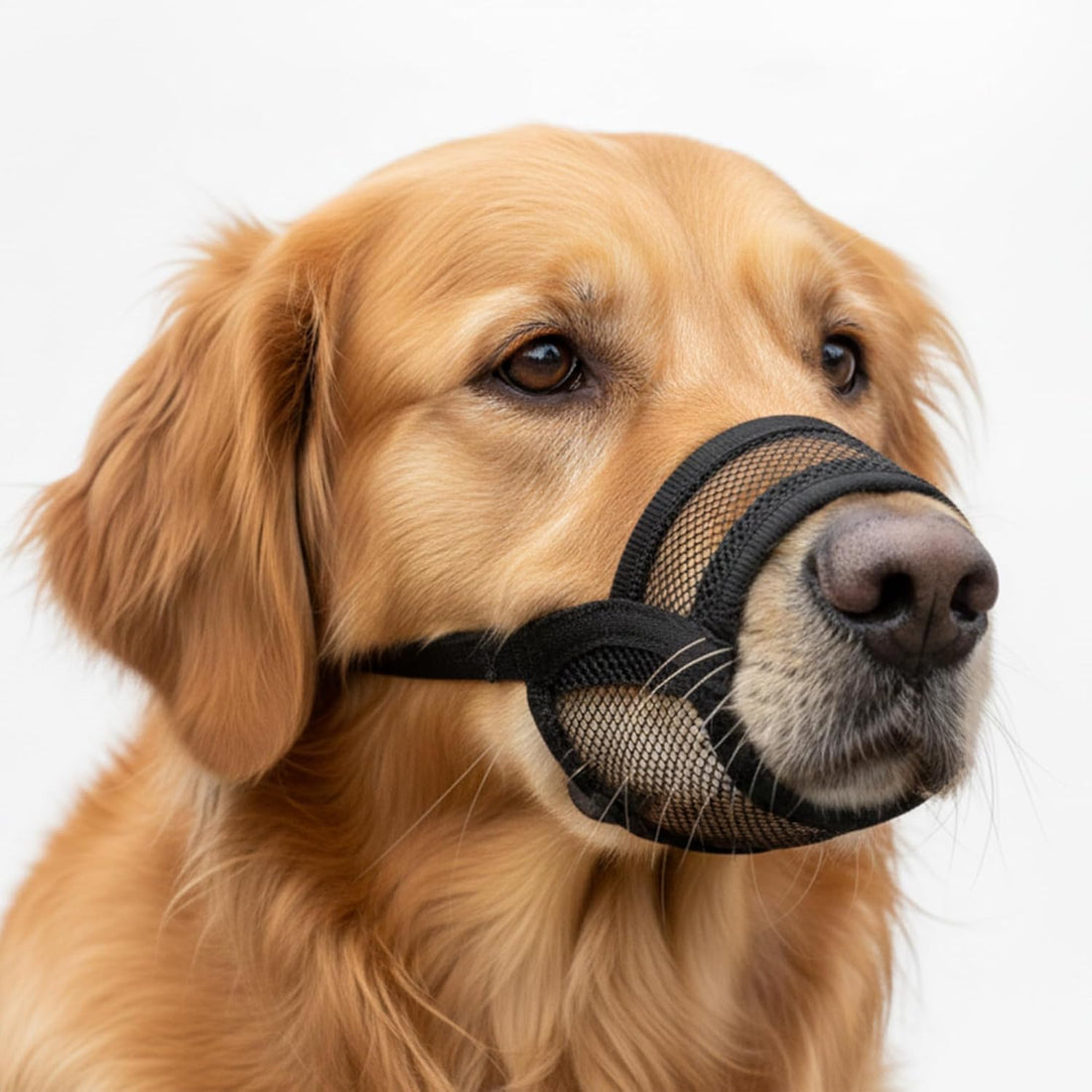 Dog Muzzle Medium Sized Dogs