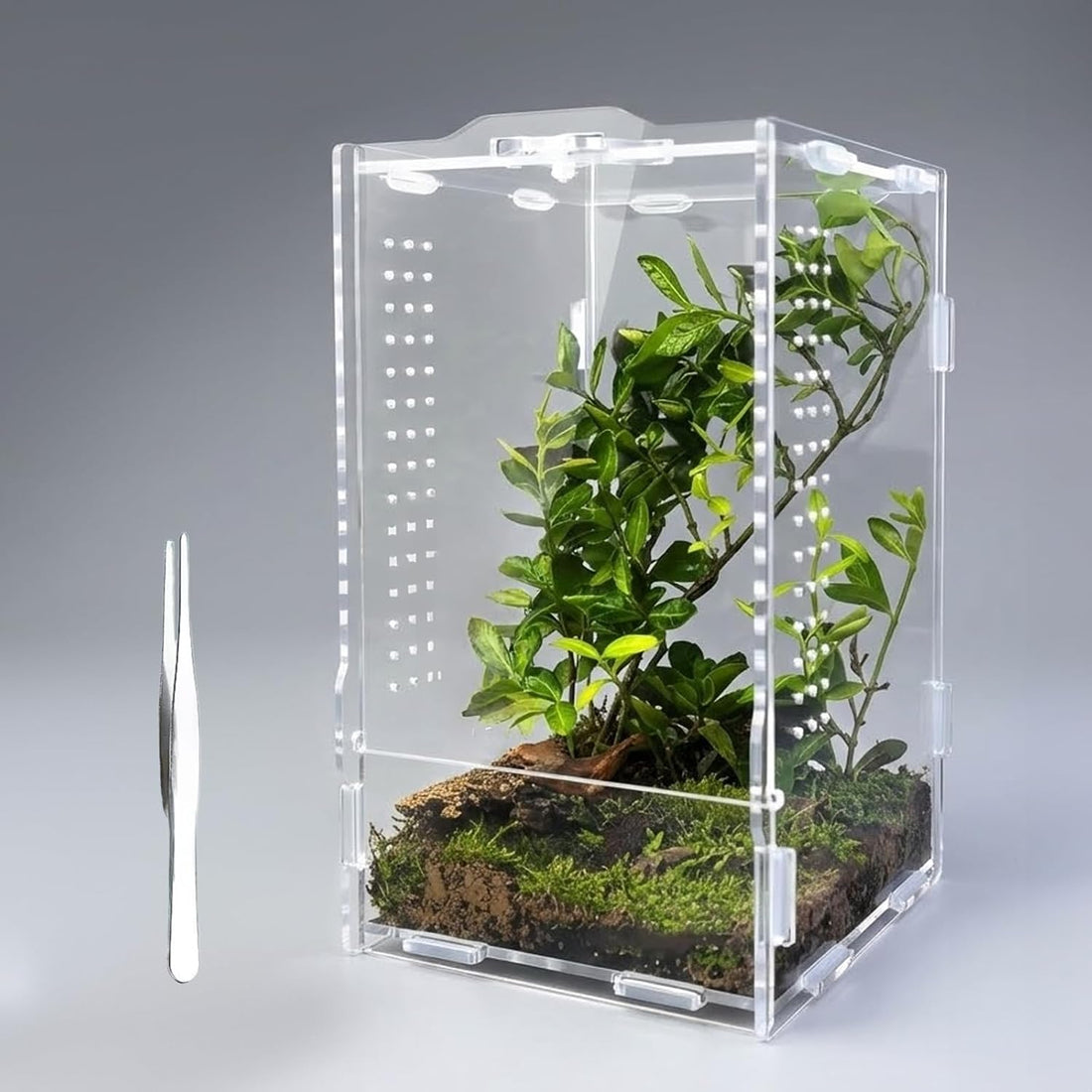 Acrylic Jumping Spider Enclosure: Arboreal Tarantula Enclosure