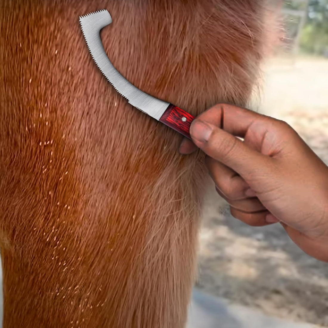 Equine Care Bot Fly Egg Remover for Horses, Bot Fly Knife
