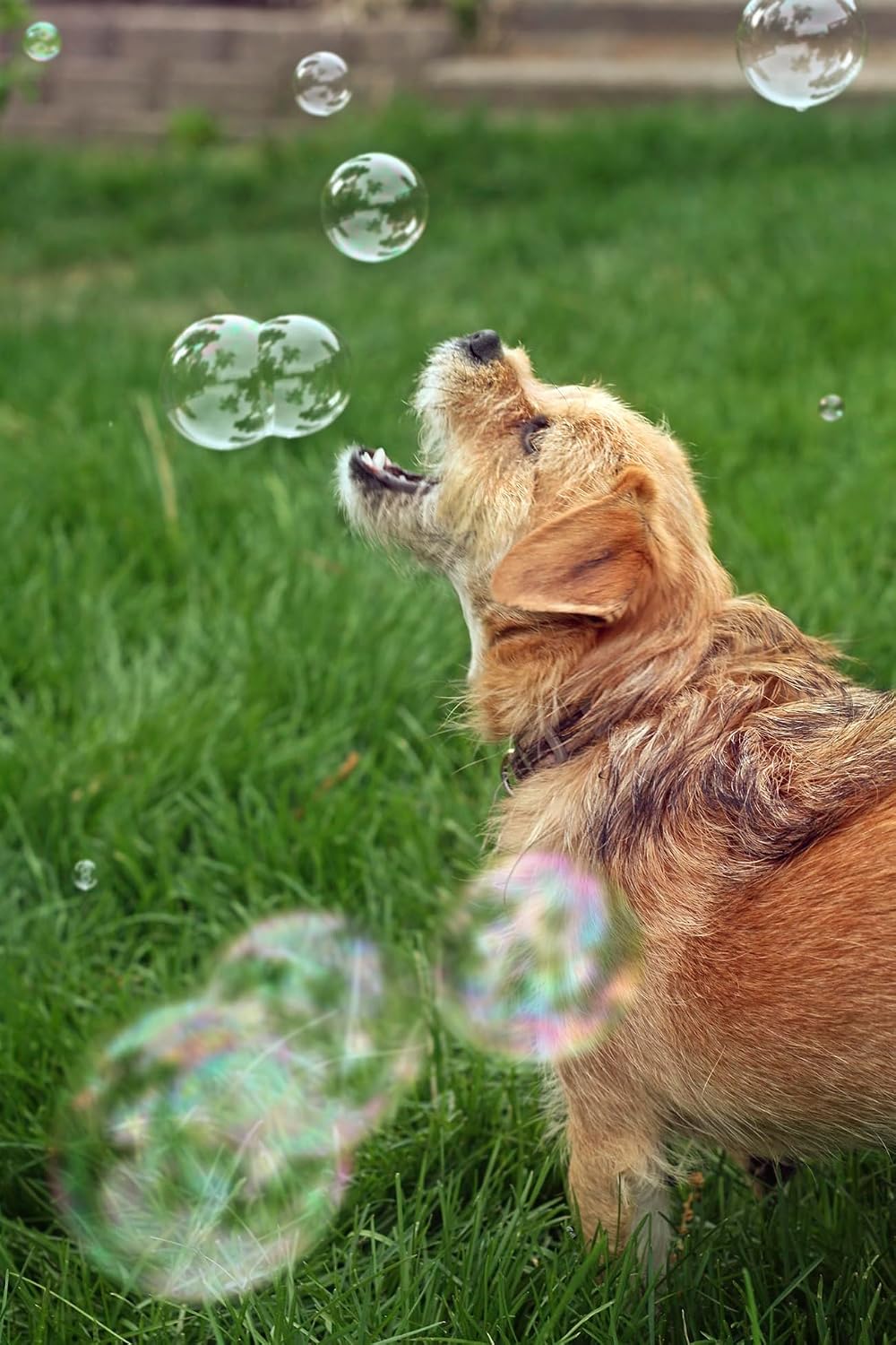 Bubbletastic Peanut Butter Scented Dog Bubbles 8 Ounce Bottle
