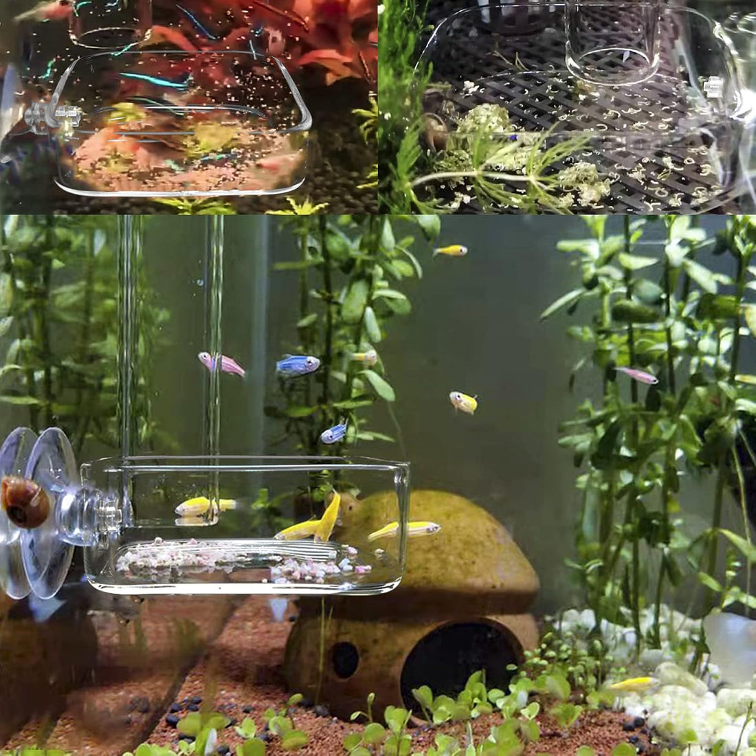 Aquarium Shrimp Feeder Dish Glass Fish Tank Feeding Bowls