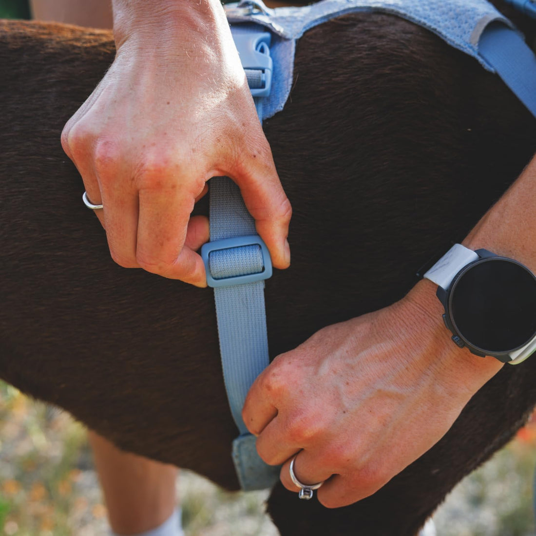 Ruffwear, Front Range Flex Dog Chest Harness