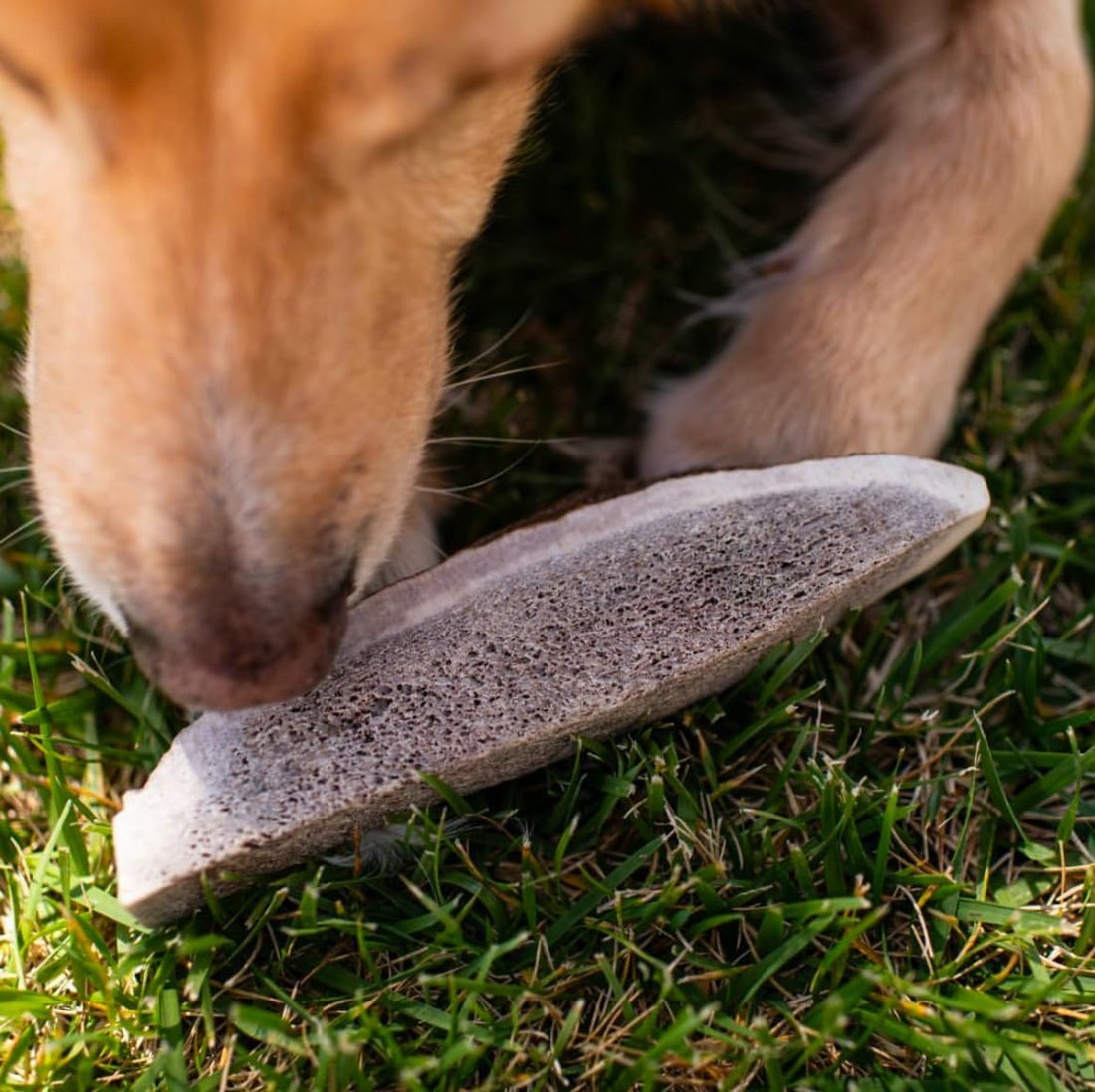 Small Premium Split Elk Antlers for Dogs