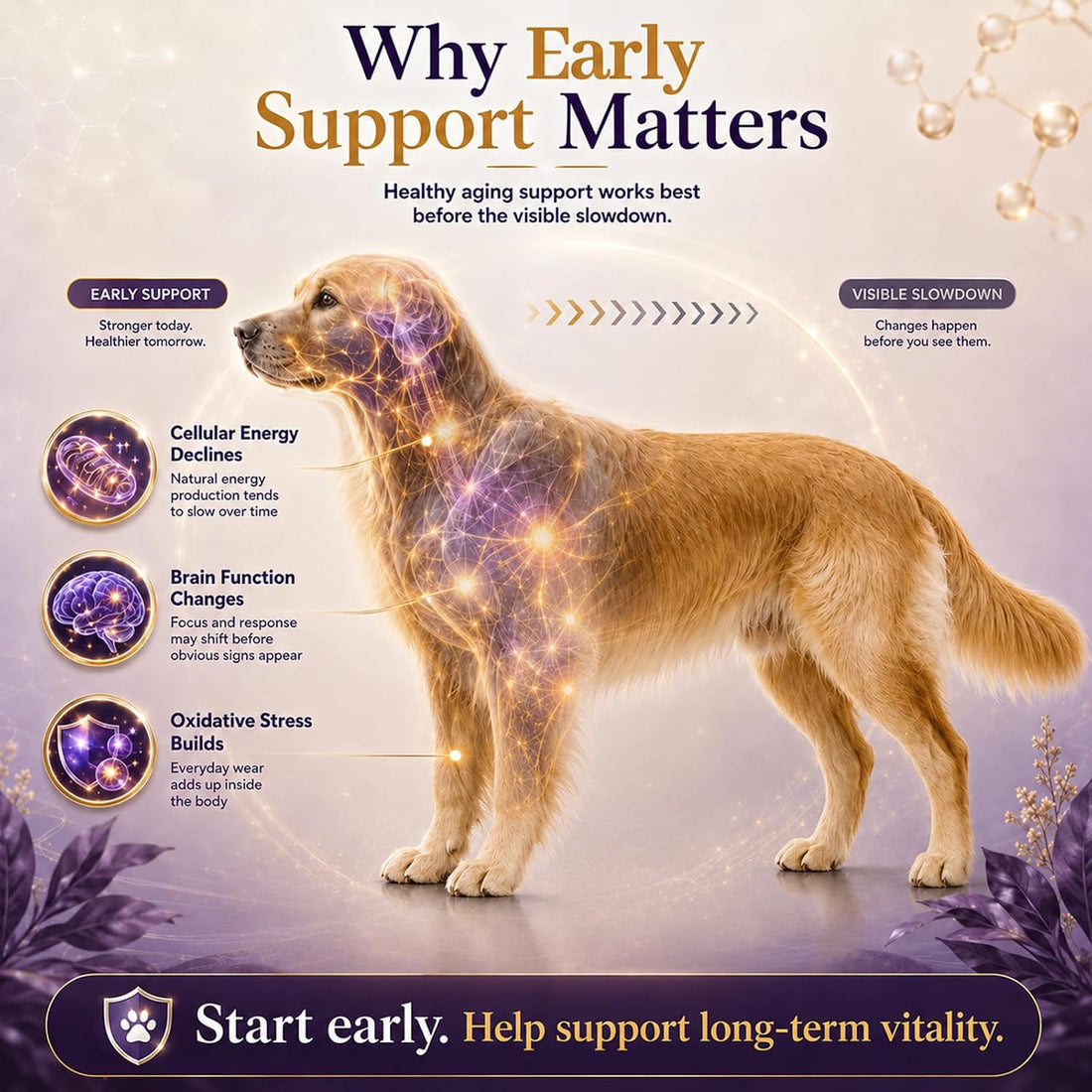 VUN NAD+ Longevity Drop for Senior Dogs Cognitive & Nervous System