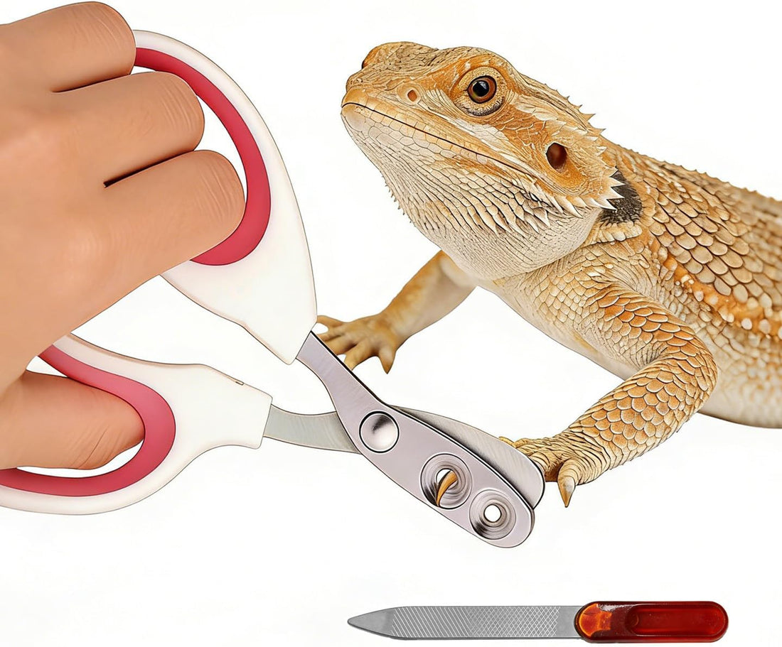 Bearded Dragon Nail Clippers & File, Stainless Steel, Reptile Grooming