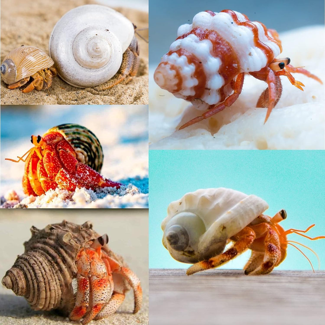 QEQEKAKA 15PCS Hermit Crab Shells Natural Mixed Seashells Replacement