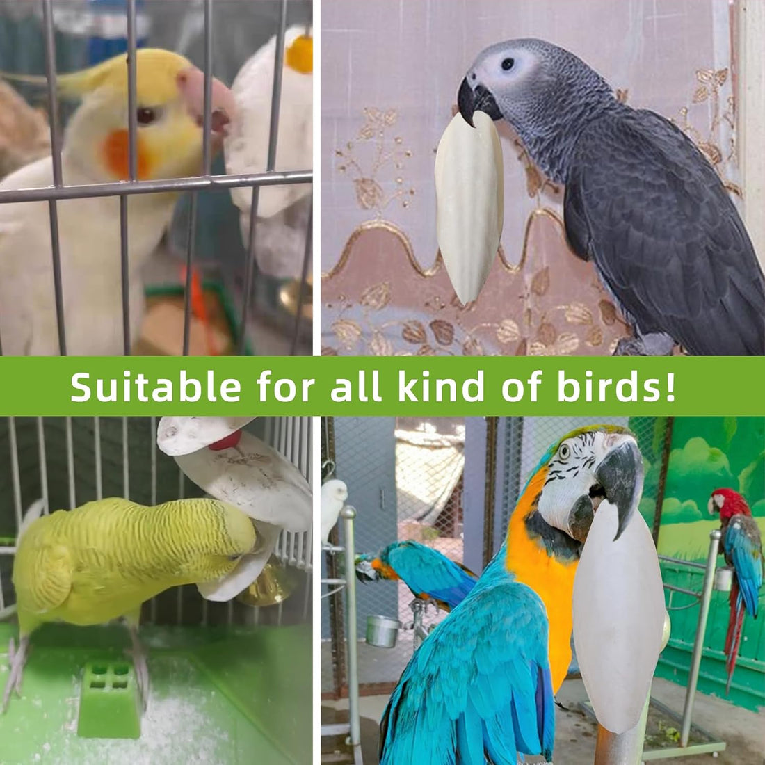 4.3"-4.7" Cuttlebone for Birds,Natural Cuttlefish Bone
