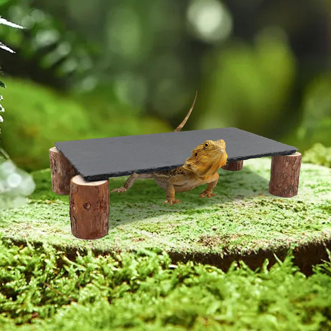Bearded Dragon Basking Platform