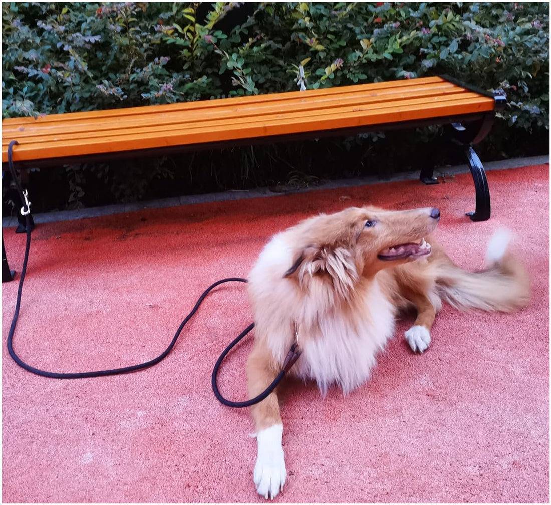 SEPXUFORE Tie Out Rope Dog Leash