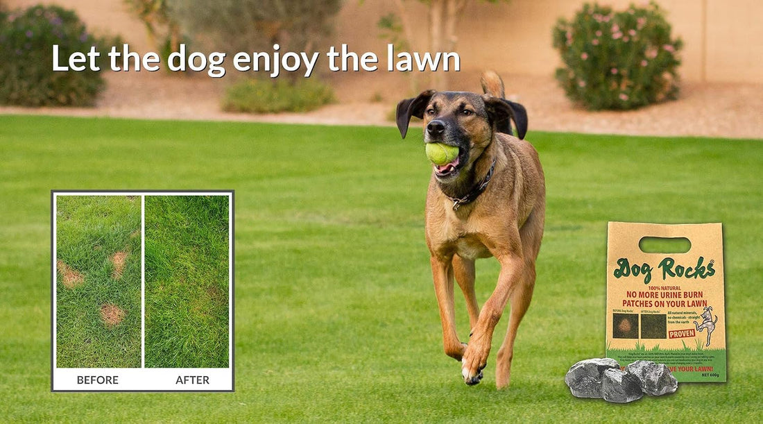 Dog Rocks for Urine Burning Grass - 200g Each