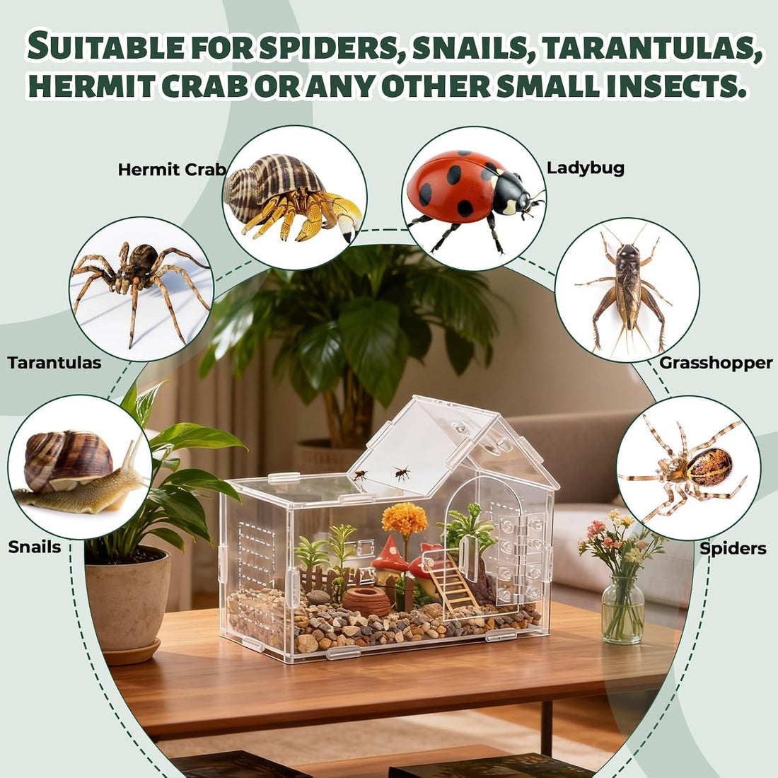 Acrylic Jumping Spider Enclosure, House-Shaped Clear Insect Terrarium