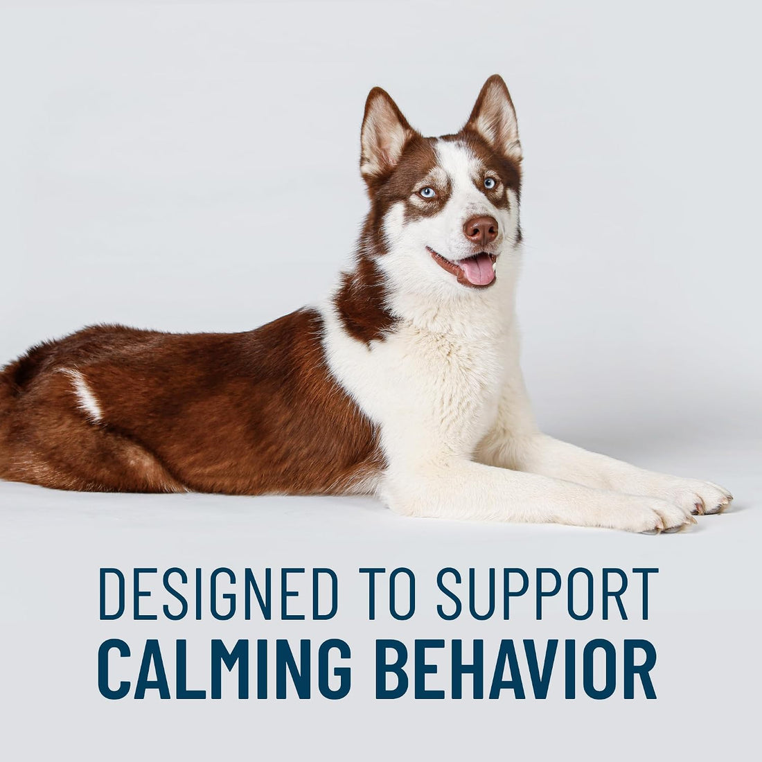 Nutramax Solliquin Calming Behavioral Health Supplement for Small