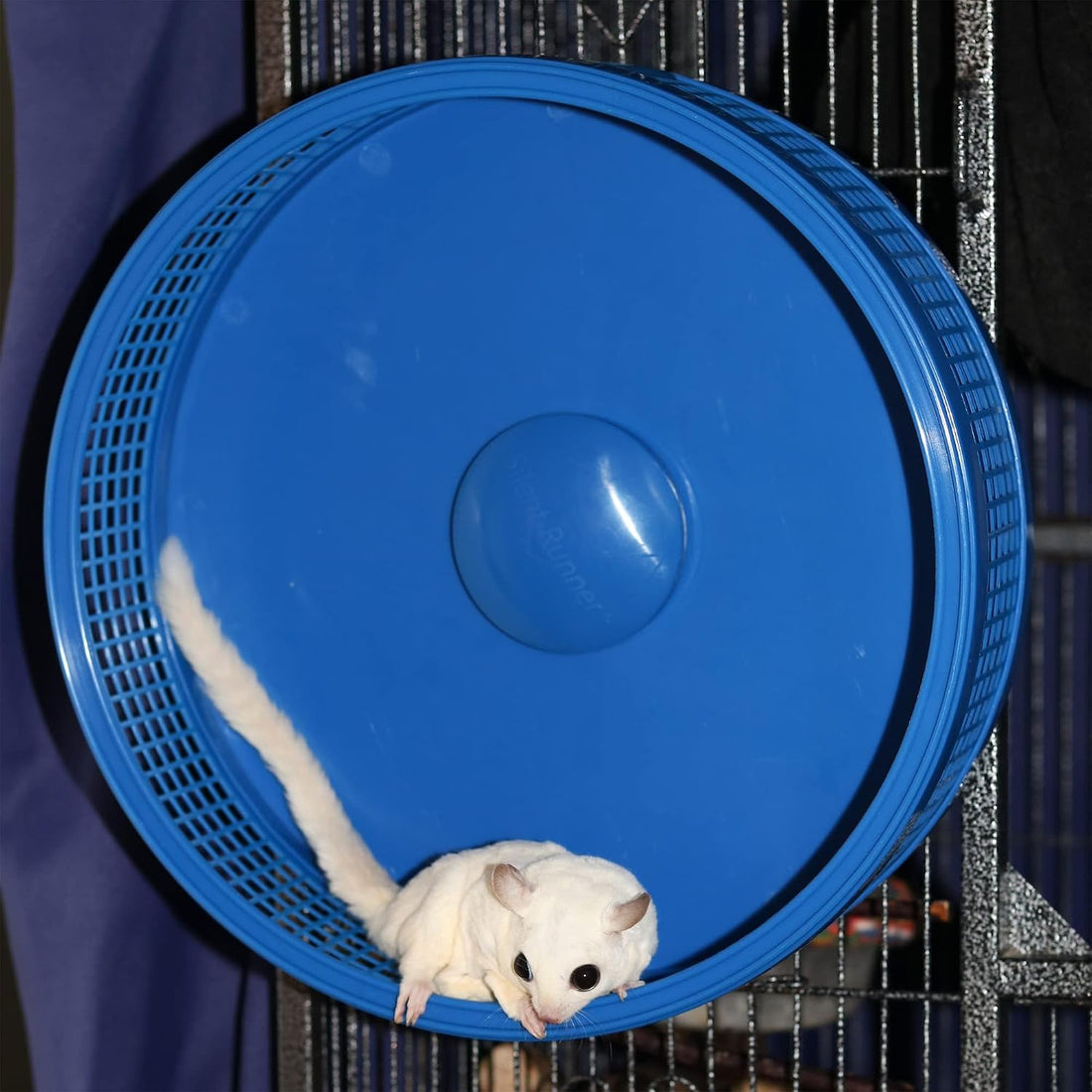 Silent Runner Pro | Sugar Glider Exercise Wheel