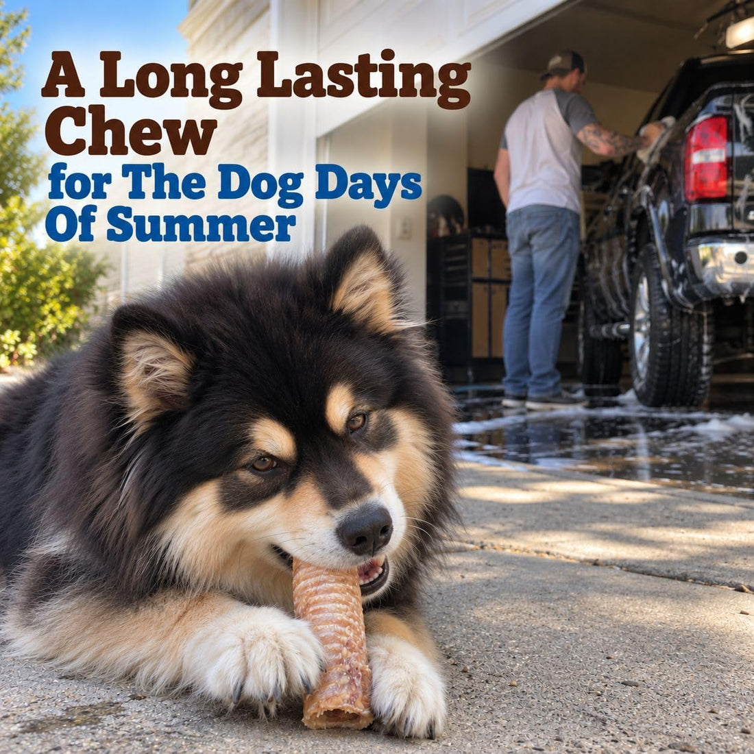 Beef Trachea For Dogs, Trachea Dog Chews