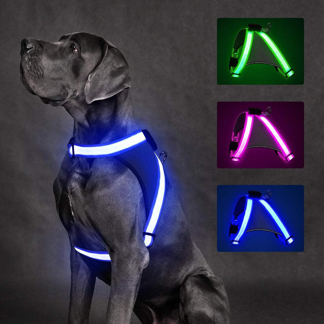 ChalkLit Light Up Dog Harness