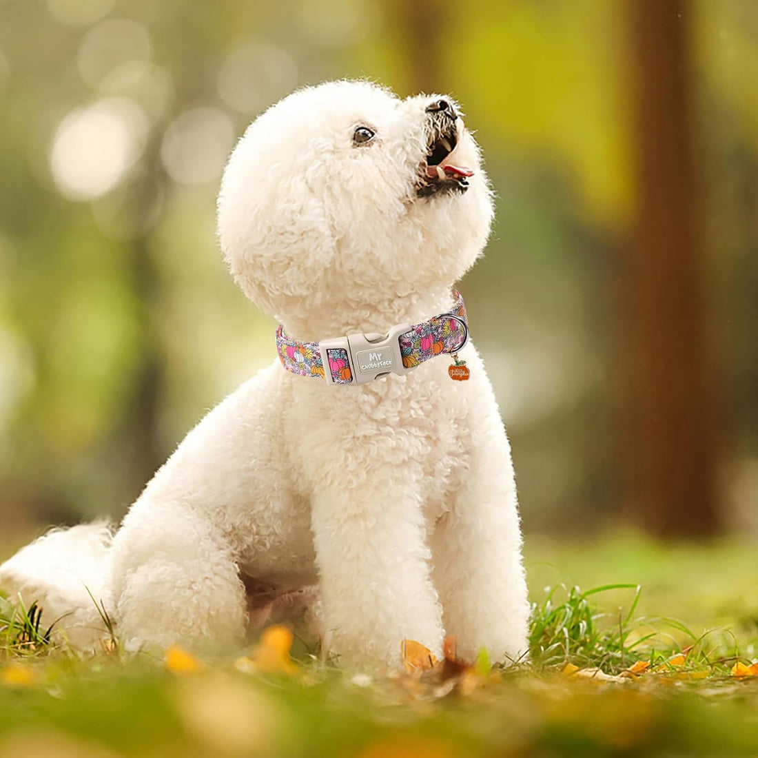 ·MR. CHUBBYFACE· Halloween Flower Pumpkin Dog Collar for Small Dogs S