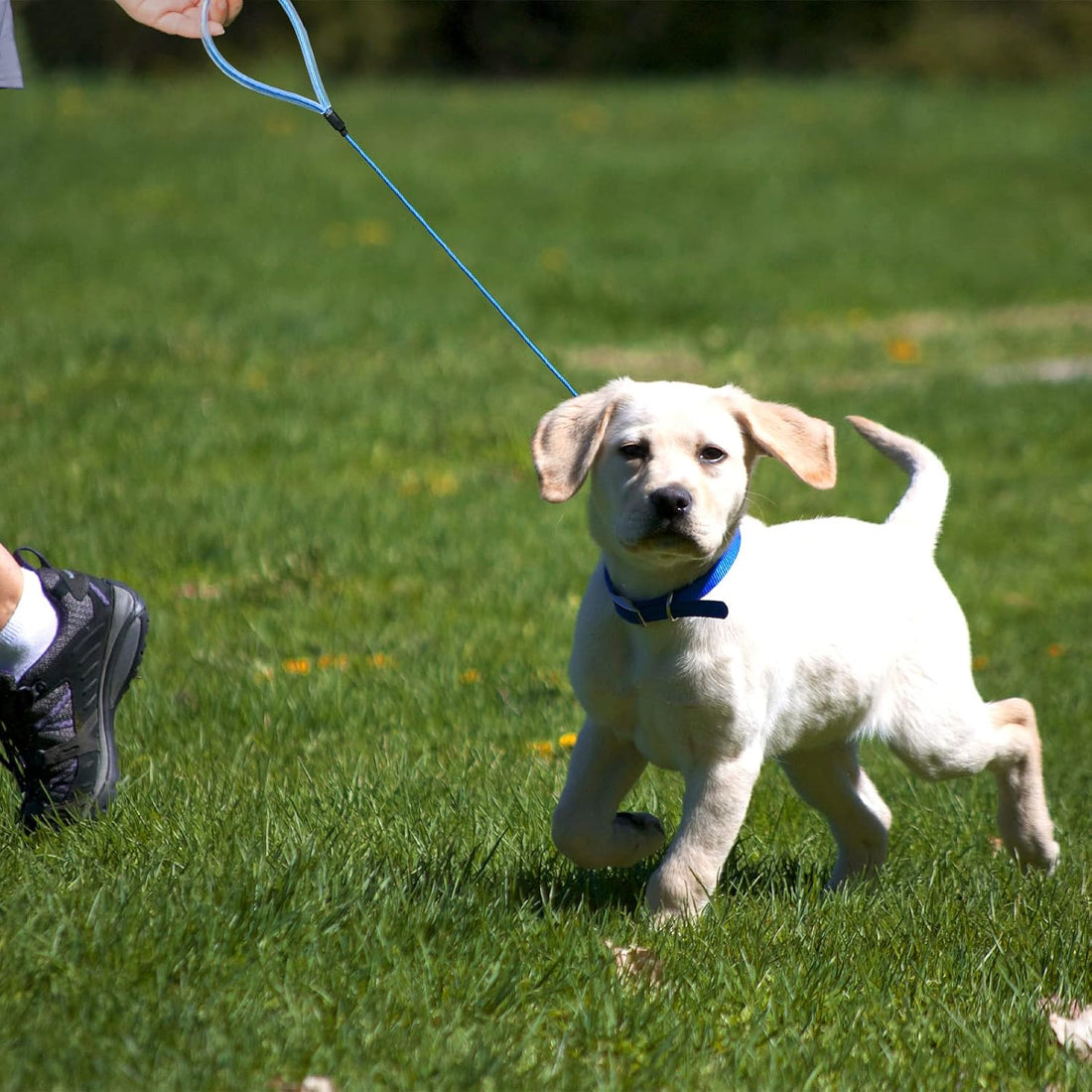 Mi Metty Chew Proof Dog Leash,6FT Metal Cable Lead,Heavy Duty Leash