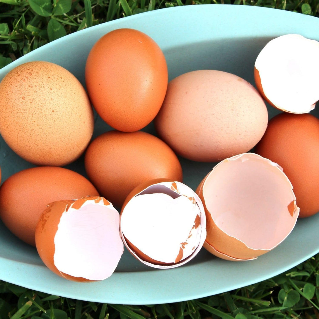 Premium Poultry Calcium Supplement for Bone Health & Egg