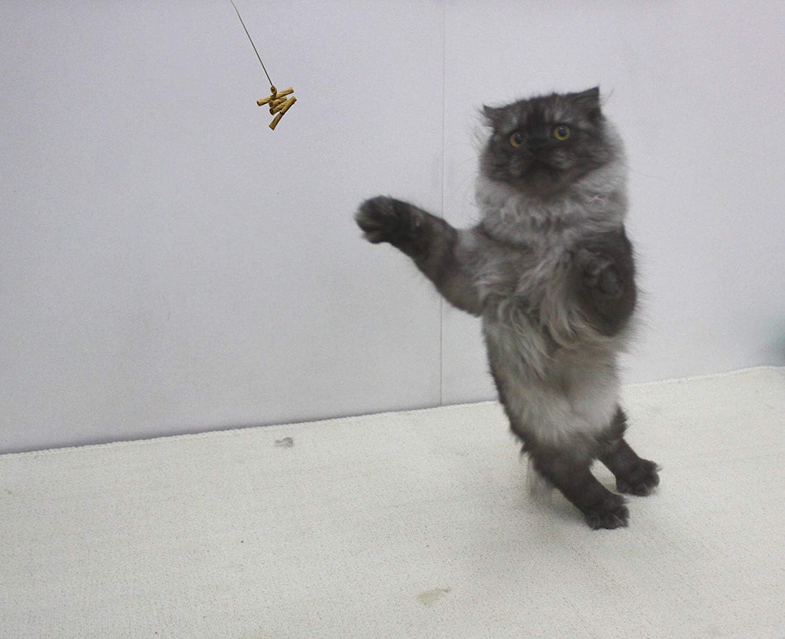 Cat Dancer 101 Cat Dancer Interactive Cat Toy, 3 Pack