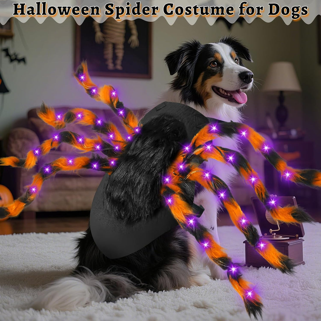 Halloween Light up Spider Dog Costumes for Small Medium Large Dogs