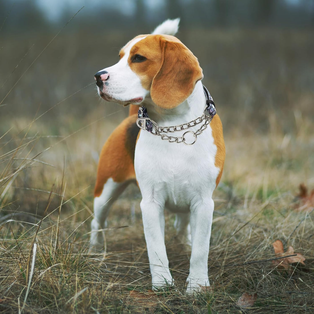 Choke Collar for Dogs,Chain Martingale Dog Training Pulling Collar