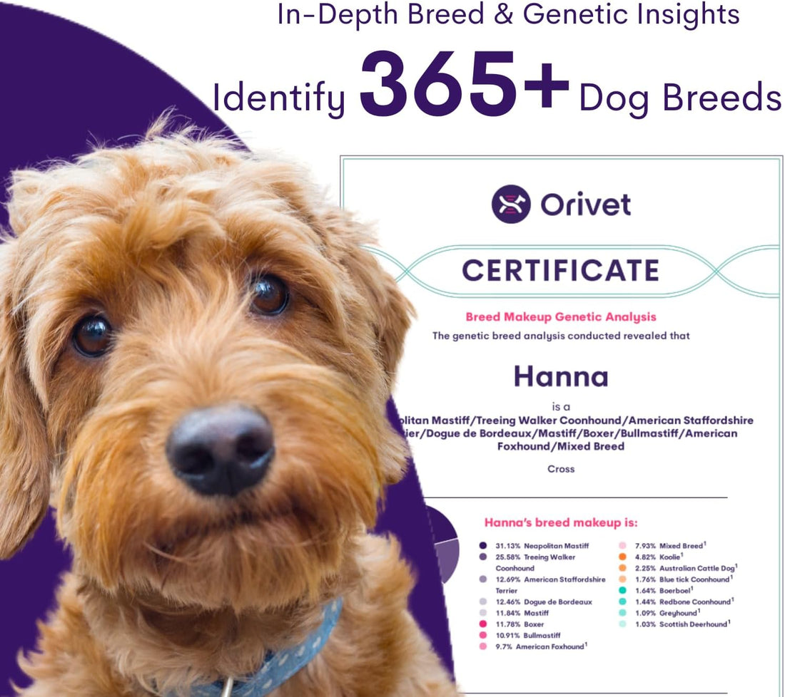 ORIVET GenoPet Dog DNA Test, 365+ Breeds, Health, Ancestry