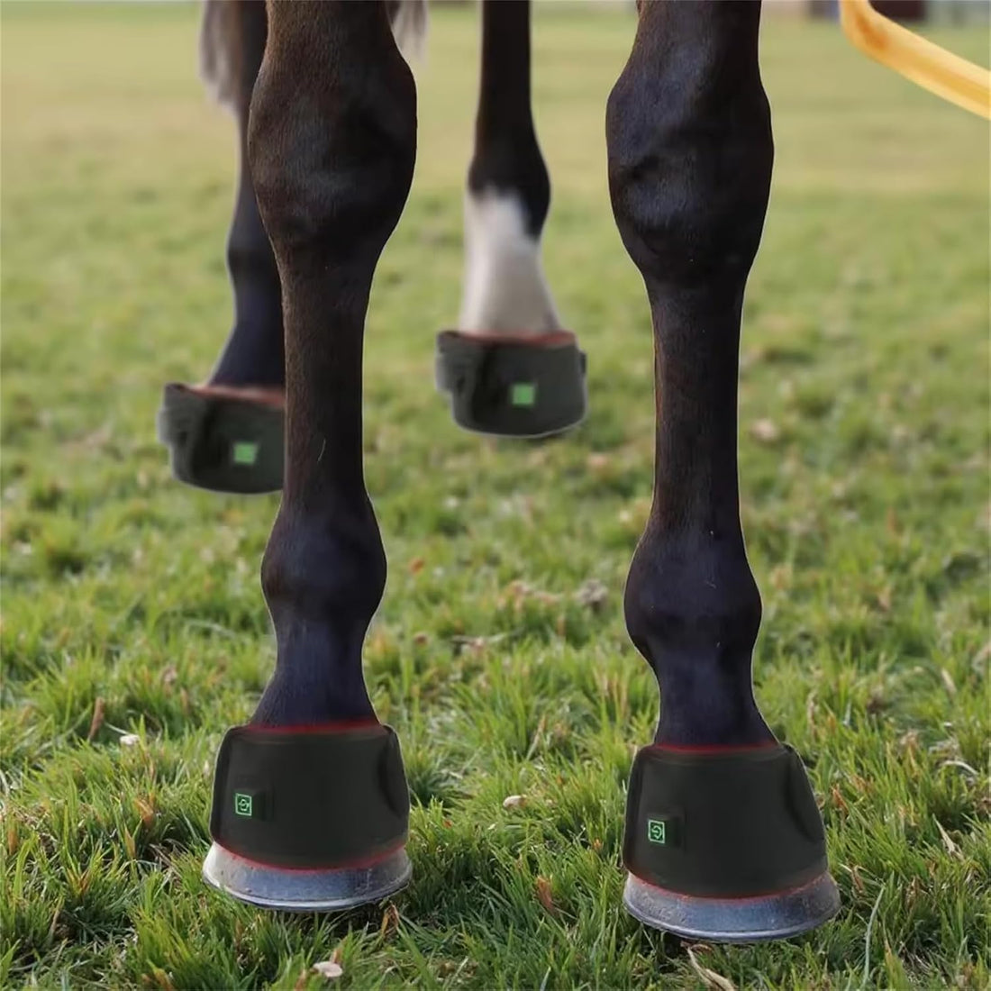 Red Light Therapy for Horses Hoof
